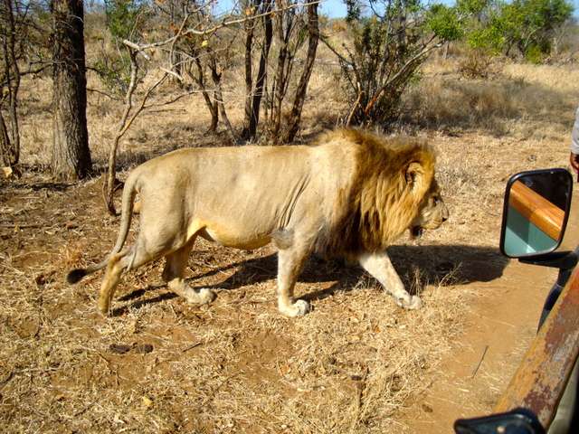 18 días en Sudáfrica - Blogs de Sudáfrica - Safari en el Kruger (10)