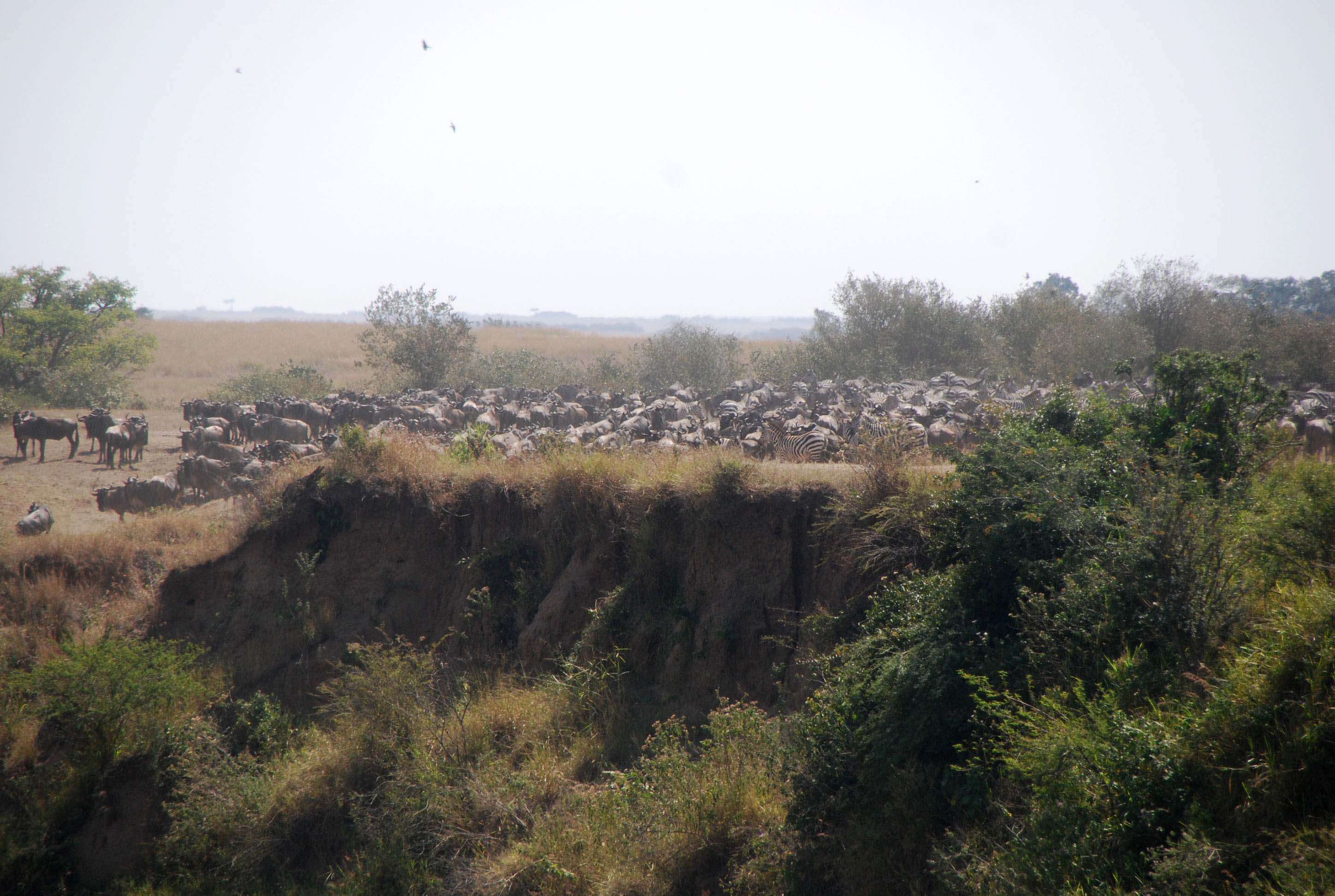 Regreso al Mara - Kenia - Blogs de Kenia - El cruce (1)