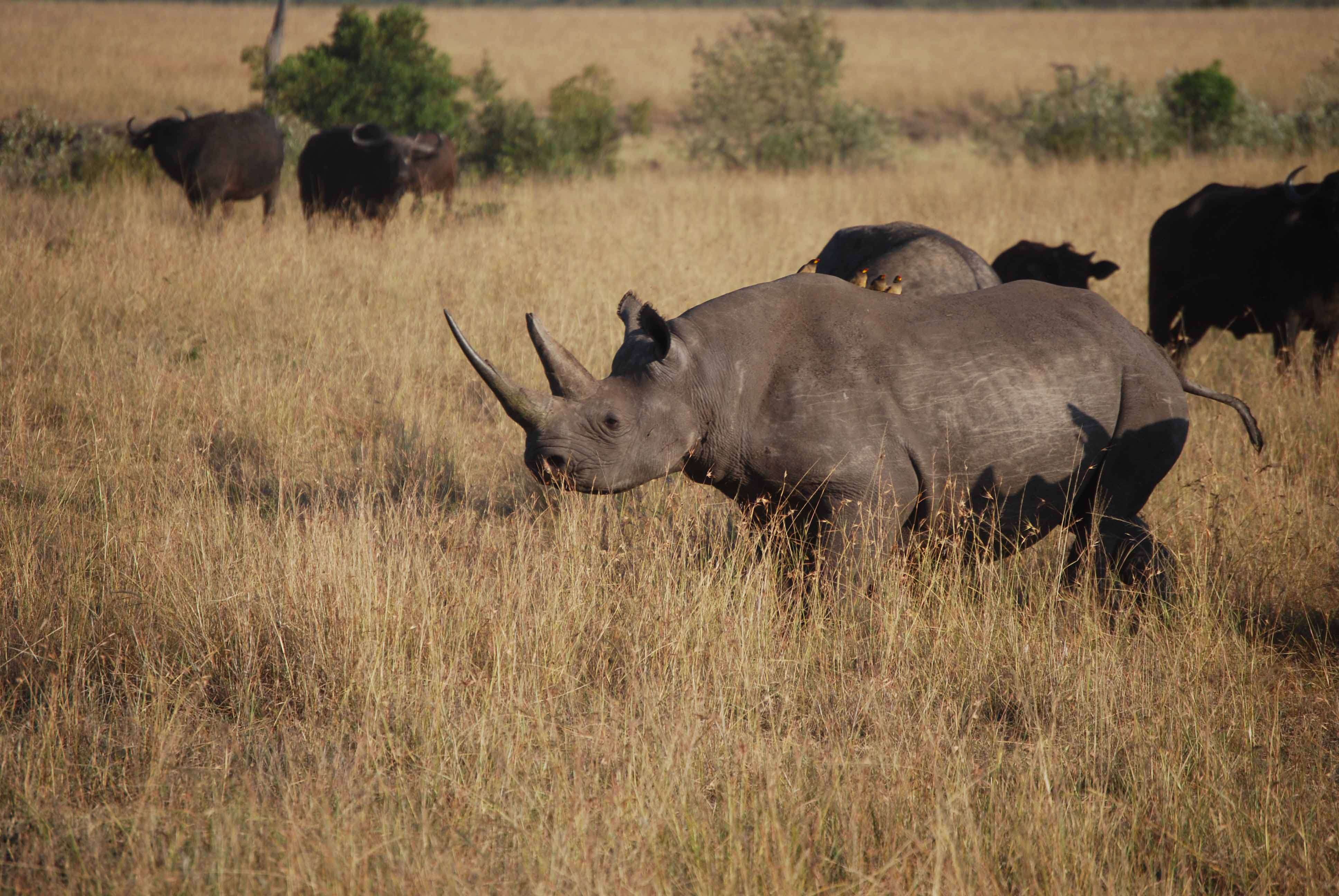 Regreso al Mara - Kenia - Blogs de Kenia - 7 guepardos, 2 rinos con mal genio y un leopardo (6)